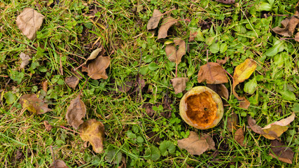 uneatable rotten apple at meadow