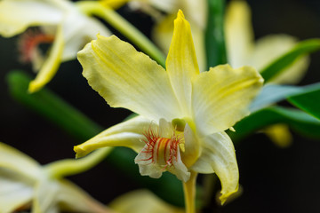 Fototapeta premium Gelbe Orchideenblüte mit gestreiften Blütenblättern in Nahaufnahme