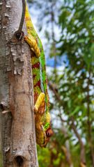Panther chameleon