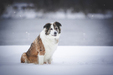 Border Collie im Schnee