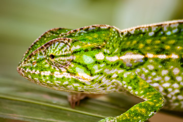 Panther chameleon