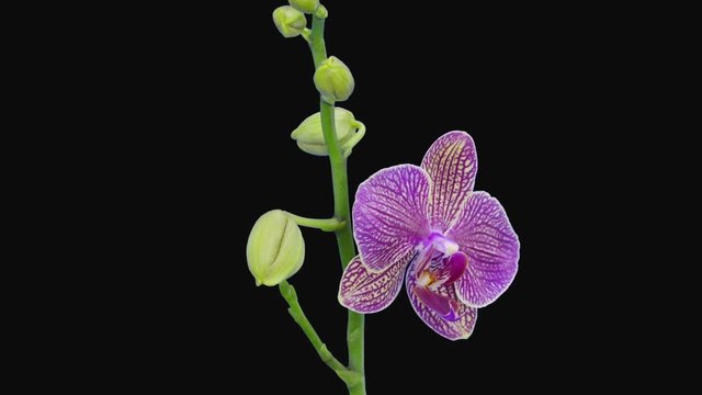 Time-lapse of opening orange with red stripes (Phalaenopsis KV Charmer) orchid 6a3 in RGB + ALPHA matte format isolated on black background
