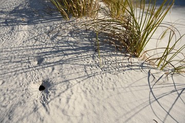 White sand beach, beach grass, sand crab hole, Okaloosa Island, Florida