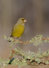 Fototapeta premium European Greenfinch - Carduelis chloris / Chloris chloris