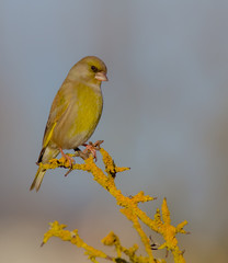 European Greenfinch - Carduelis chloris / Chloris chloris