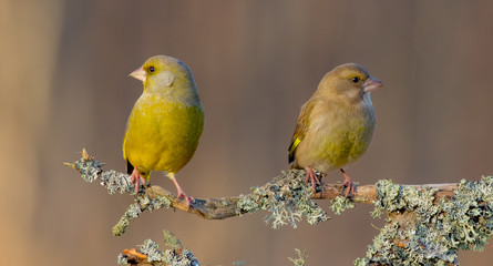 European Greenfinch - Carduelis chloris / Chloris chloris