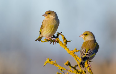 European Greenfinch - Carduelis chloris / Chloris chloris