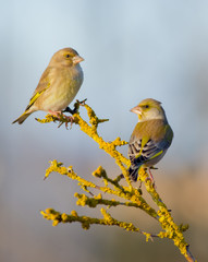European Greenfinch - Carduelis chloris / Chloris chloris