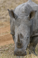 Obraz premium Rhino Portrait