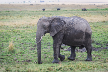 African elephant mud