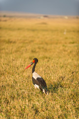 sunset colored stork 