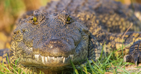 African crocodile 
