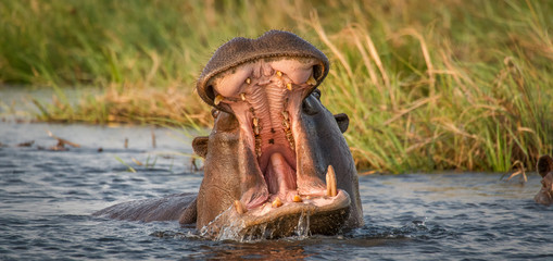 Fototapeta na wymiar hippo opening mouth