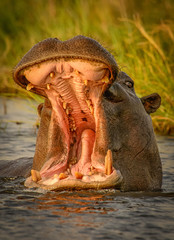 Hippo opening mouth