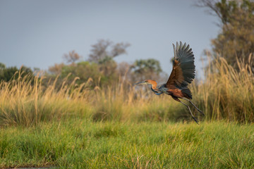giant heron brown Africa 