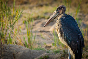 caribou stork 