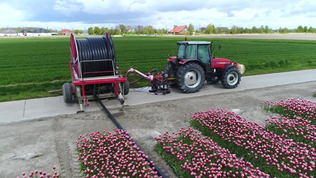 Aerial of farm equipment moving backwards over pink tulip field flying showing beautiful field during overcast weather in Holland Netherlands the soil is perfect for growing these bulb flowers 4k