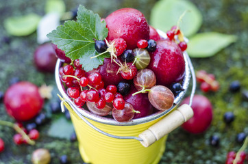 
Ripe mature fruit and berries in a yellow bucket. Plums, raspberries, gooseberries, red currants, plums.