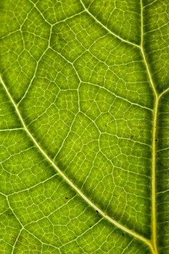 green leaf backdrop
