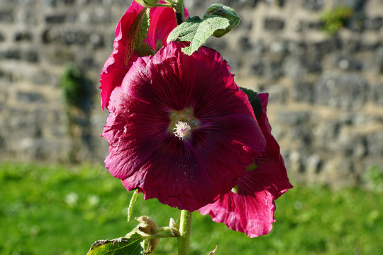 Rose tr&eacute;mi&egrave;re pourpre