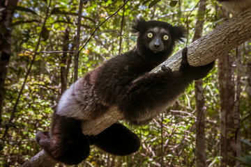 Indri Indri (Babakoto)