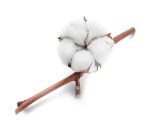 Cotton white dry flower bud on branch isolated on white background