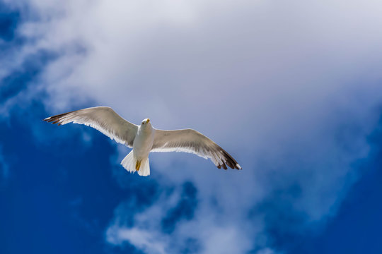 Mouette en vol.