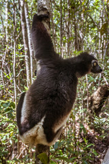 Indri Indri (Babakoto)