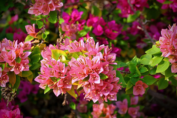 Field of Pink Bougainvillea Flower with Fresh Green Leaves