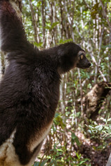 Indri Indri (Babakoto)