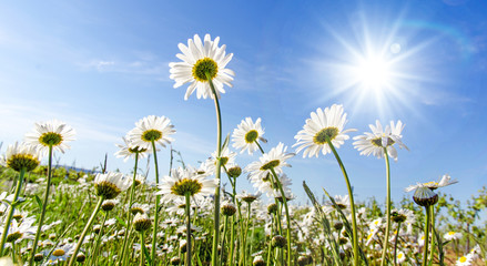 Frühlingserwachen: Meditation, Glück, Freude, Entspannung: Relaxen in Blumenwiese mit leuchtend...