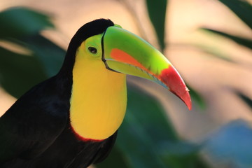 beautiful colorful toucan seen at roatan, honduras