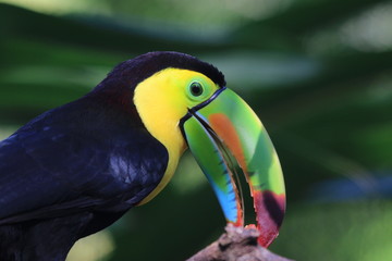 beautiful colorful toucan seen at roatan, honduras