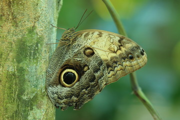 Fototapeta premium beautiful owl butterfly seen in costa rica