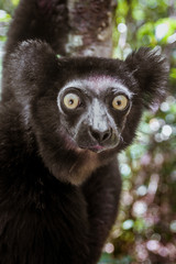 Indri Indri (Babakoto)