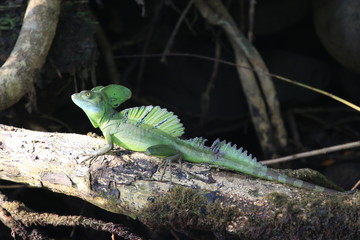 wild green basilisk in costa rica