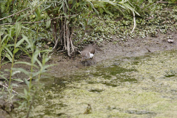 Common Sandpiper