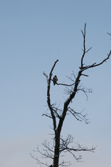 Vogel sitzt auf einem Baum