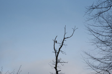 Vogel sitzt auf einem Baum