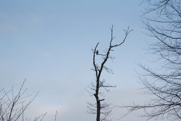 Vogel sitzt auf einem Baum