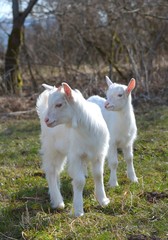 Obraz premium Goat kids