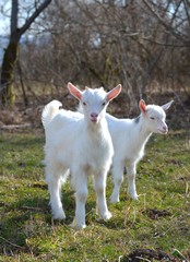 Obraz premium Goat kids