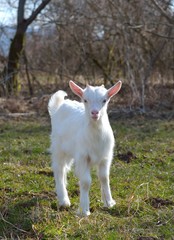 Obraz premium little white goat on the field