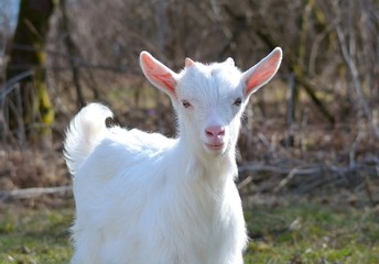 little white goat on the field