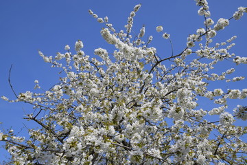 Blooming cherry plum. White flowers of plum trees on the branches of a tree. Spring garden