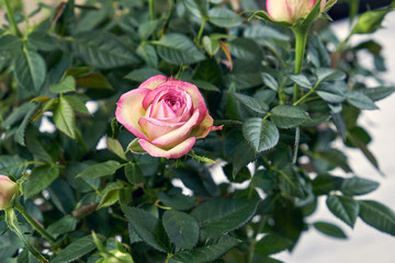 Bouquet of pink roses