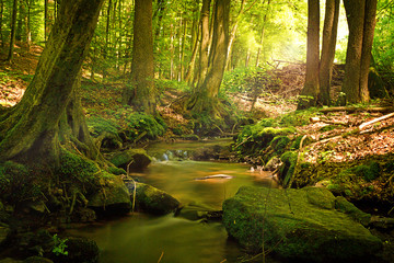 Wald mit Bach 