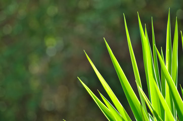 Tropical leafs isolated