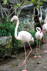 A beautiful flamingos, Flamingo is typical species for many countries