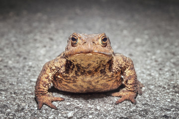 closeup of toad on the road